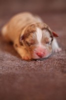 Amigo " Kulda" - Red merle boy